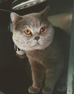 Deckkater BKH