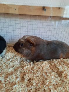 Meerschweinchen Böckchen mit großem Stall und Zubehör