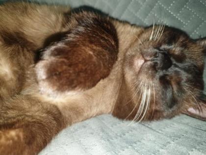 Thaisiam Deckkater