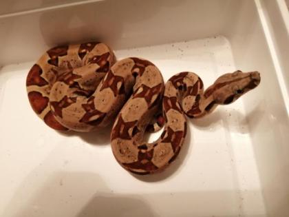 0. 0. 3 Boa constrictor Imperator