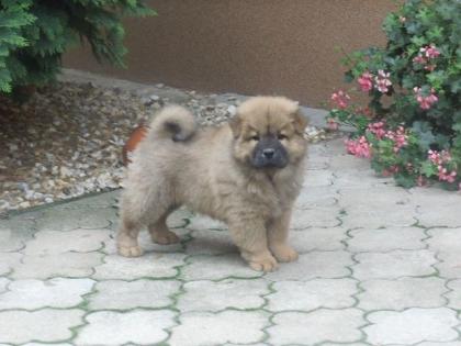 Chow Chow Rüden