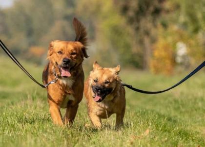 Fibi und Frolic hängen sehr aneinander