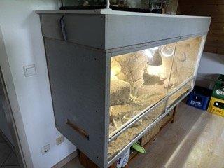 Bartagamen mit Terrarium