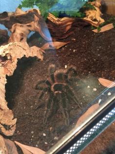 1. 0 Lasiodora parahybana für Zuchtversuch Kreis Göttingen