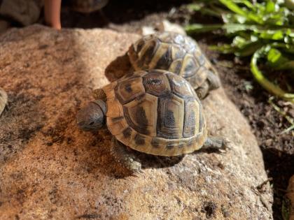 Griechische Landschildkröten, NZ 2022