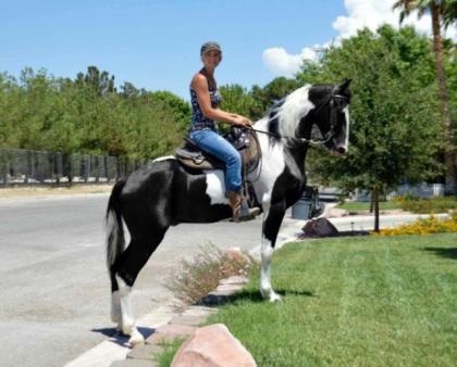 8j Tobiano Wallach Pinto sucht neue Aufgaben
