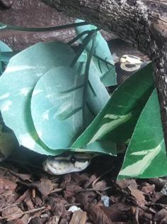 Verkaufe 2 königspythons
