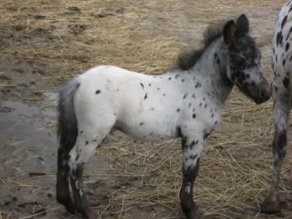 Schones Mini -Appaloosa HengstFohlen sehr gute Abstammung.
