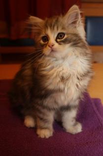Maine Coon Perser-Mix Kitten