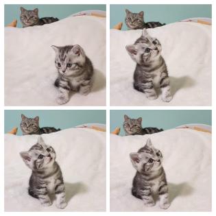BKH Britisch Kurzhaar Kitten silber tabby Whiskas mit Stammbaum