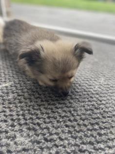 Pomchi R de