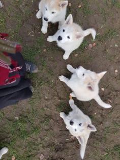 Akita Husky im Allgäu