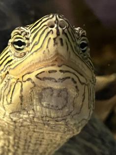 Dreikiel Wasserschildkröte