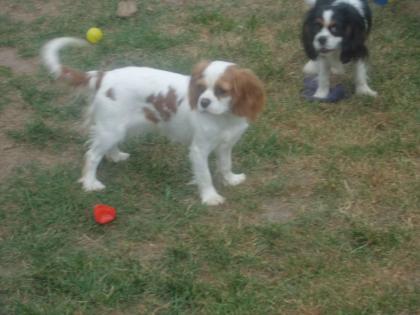 Wunderschönes Cavalier-King-Charles-Spaniel-Mädchen, 3 Jahre, Farbe blenheim