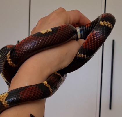 Milchnatter Königsnatter Lampropeltis triangulum