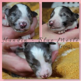 Australian Shepherd x American Collie Welpen