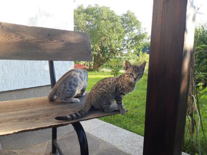 Reinrassige Bengal-Kitten