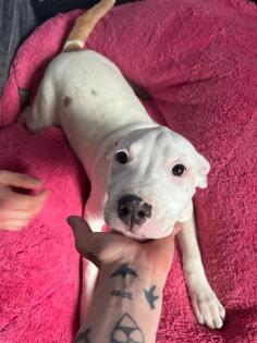 American Stafford x American Bulldog