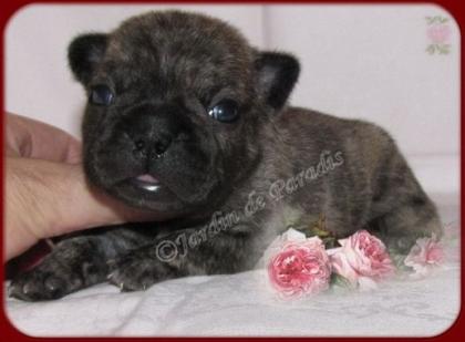 Französische Bulldoggen Babys in verschiedenen Zeichungen