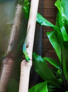 Wunderschöne Phelsuma laticauda Nachzuchten