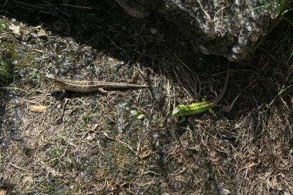 Griechische Landschildkröten, Thb. un Thh. kleinbleibende Unterart aus dem westlichen Mittelmee