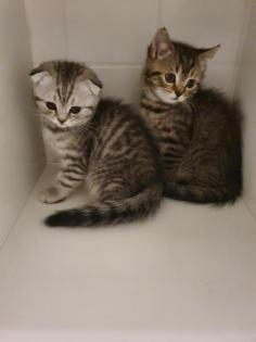 BKH mix kitten