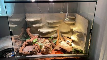 Leopardgecko Black Night, w 4. 5 Jahre