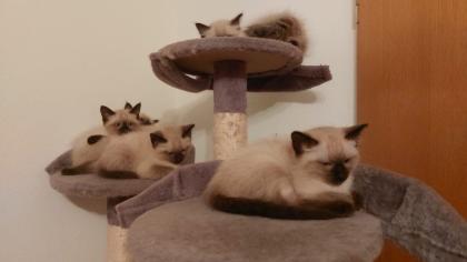 Baby Katzen Siamkitten REINRASSIG