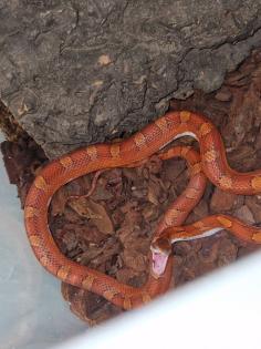 Kornnatter bloodred pied sided