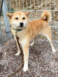 Suzume ist eine liebe, etwas schüchterne kleine Hundedame