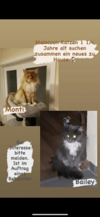 2 Maincoon Katzen 1 1/2 Jahre in liebevolle Hände abzugeben