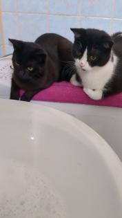 Katzen Geschwisterpaar Junge und Mädchen