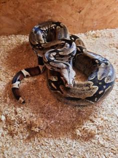 Dringend 1. 0 Boa Constrictor Constrictor Surinam