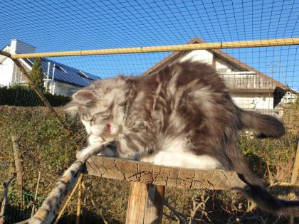 Prächtige Maine Coon Kitten