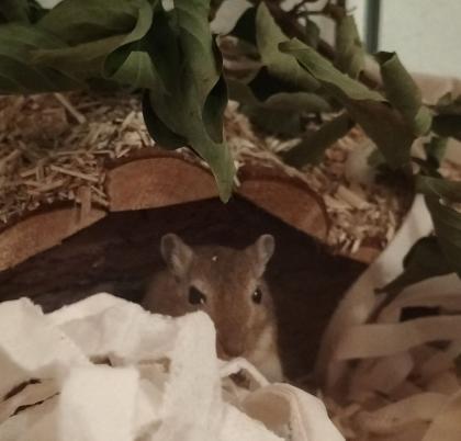 2 kl. Wüstenrennmäuse mit Zubehör in liebev. Hände abzugeben