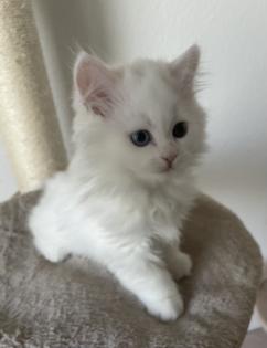 Weißer Perserkater mit blau und grünen Auge