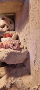 Leopardgecko inklusive Terrarien
