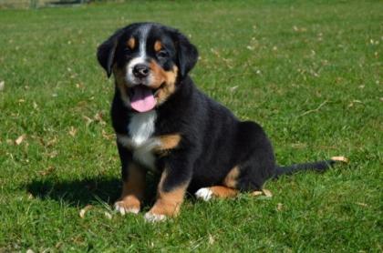 Grosser Schweizer Sennenhund Stammbaum FCI