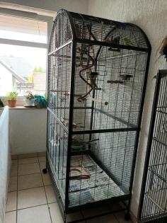 Zwei grosse Vogel Voliere mit 5 gesunde Wellensittiche