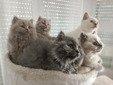 Britische-Langhaar Kitten, 4 Männchen, 1 Weibchen