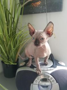 Canadian Sphynx Kitten