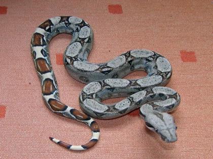 Boa Heterozygot 66 für Albino