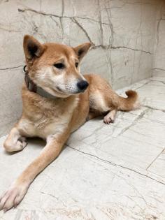 Imako sucht ein Traumzuhause