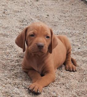 Magyar Vizsla Welpen