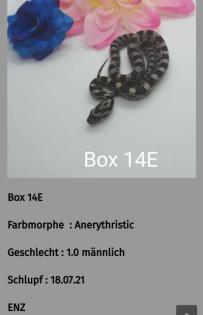 Kornnatter Nachzuchten
