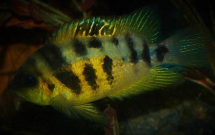Malawi- u. Tanganjikacichliden