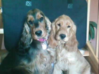 Wunderschöne Englische Cocker Spaniel