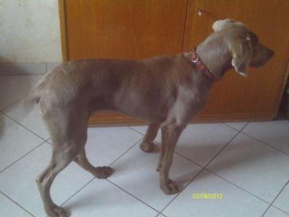 Weimaraner Rüdde Paul