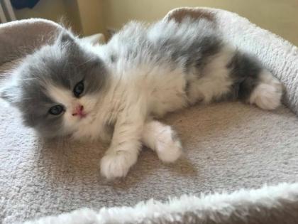Briten Kitten zu verkaufen