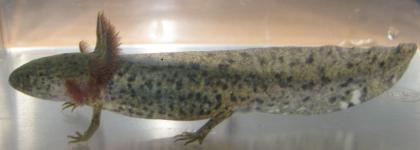 Junge Axolotl